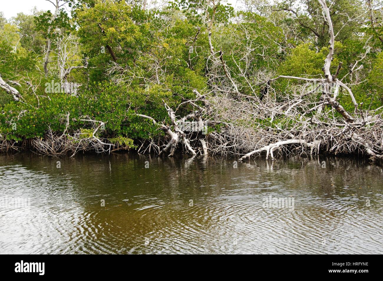 Ding Darling Park auf Sanibel Island in Florida Stockfoto