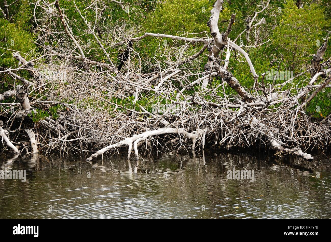 Ding Darling Park auf Sanibel Island in Florida Stockfoto
