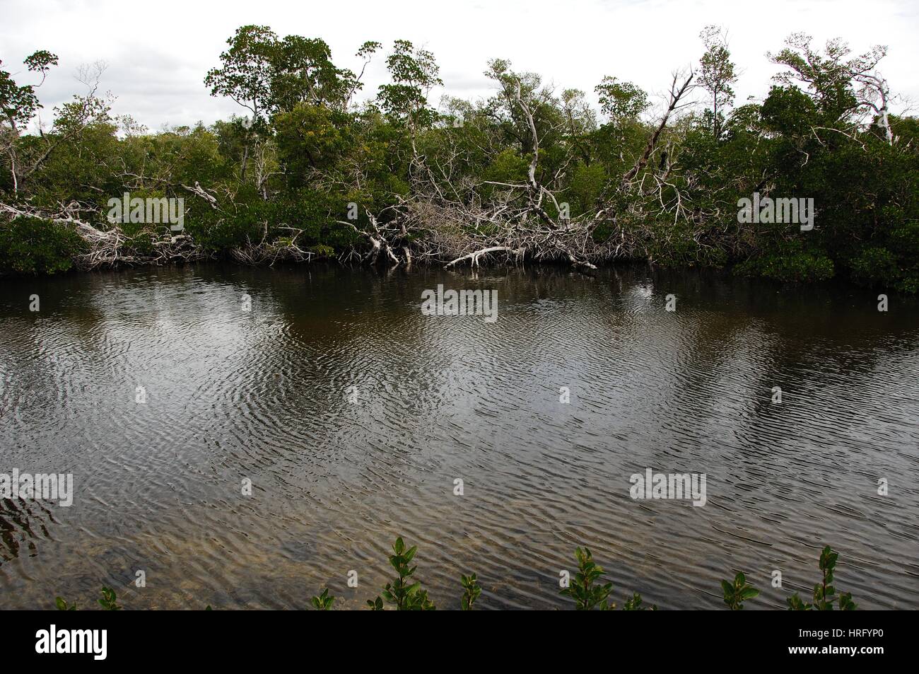Ding Darling Park auf Sanibel Island in Florida Stockfoto