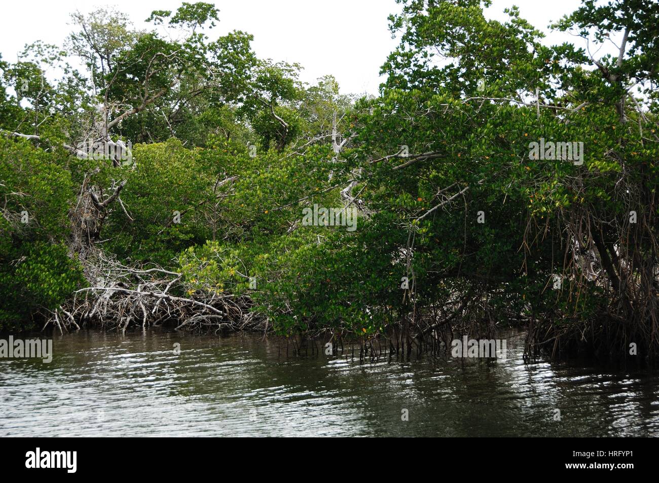 Ding Darling Park auf Sanibel Island in Florida Stockfoto