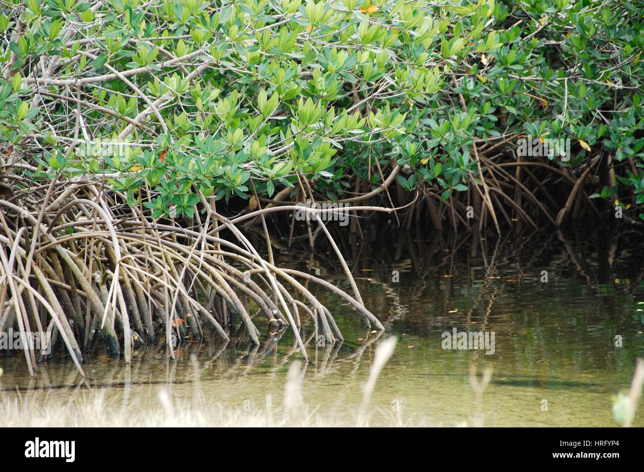 Ding Darling Park auf Sanibel Island in Florida Stockfoto