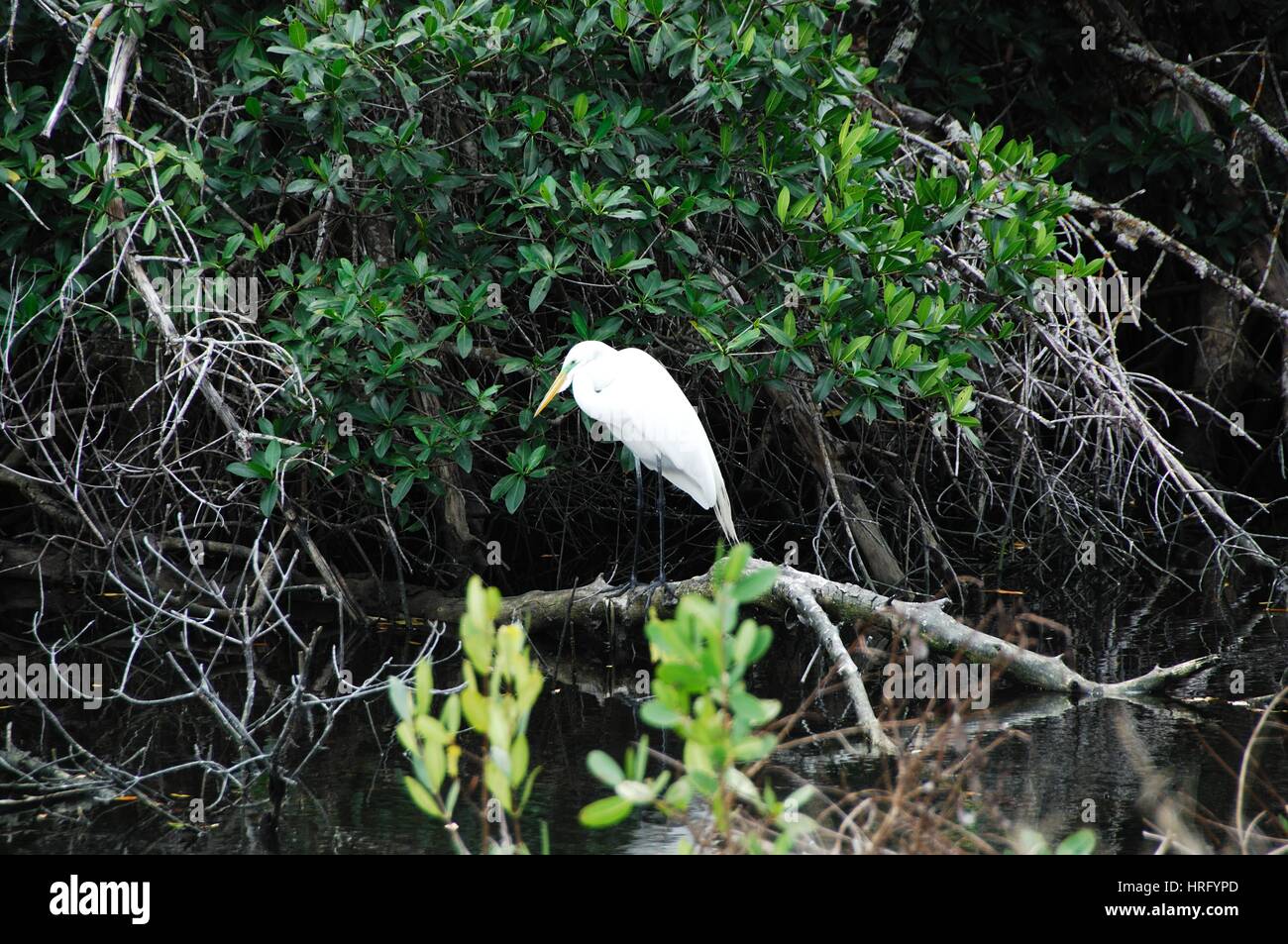 Ding Darling Park auf Sanibel Island in Florida Stockfoto