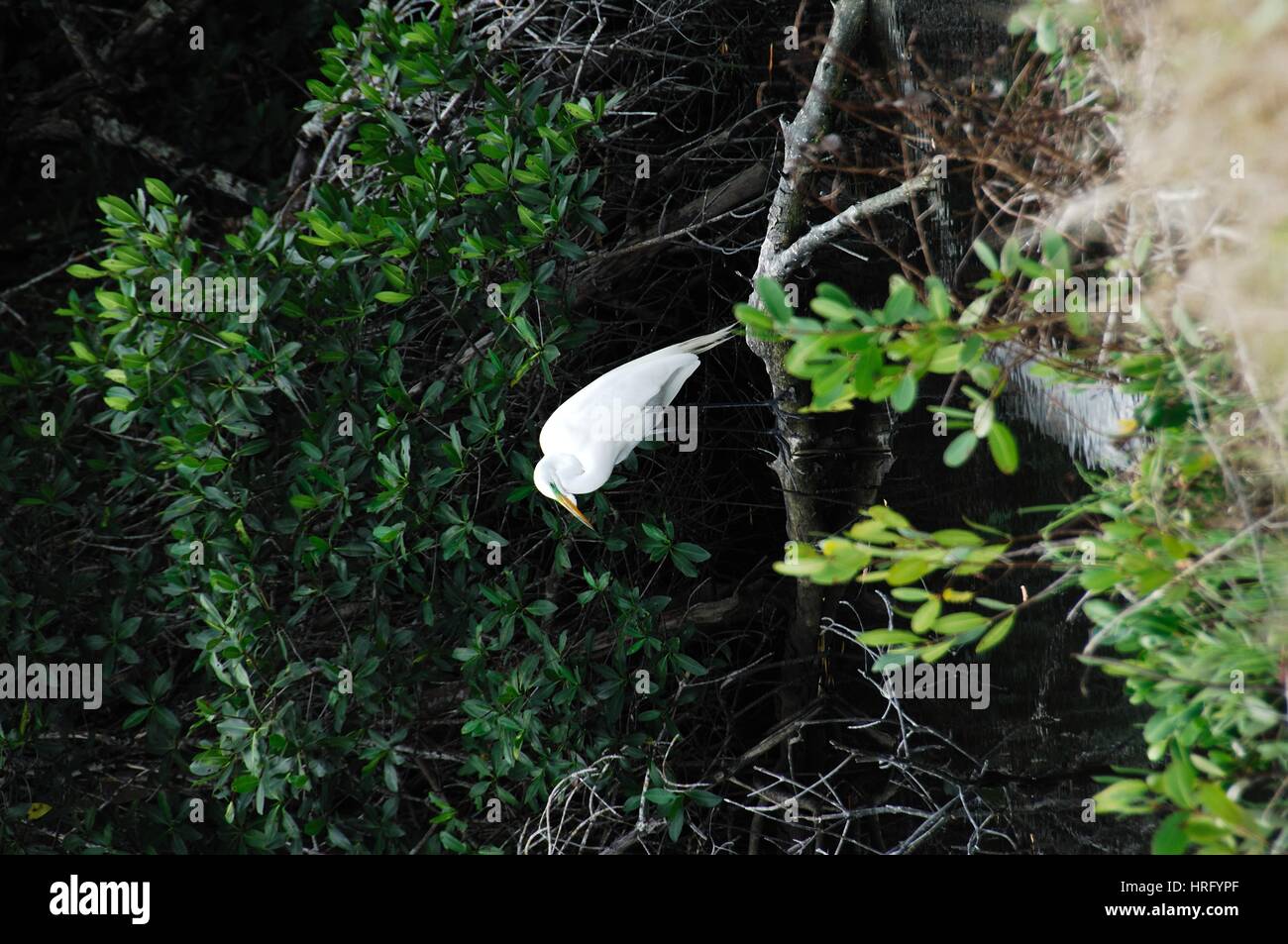 Ding Darling Park auf Sanibel Island in Florida Stockfoto