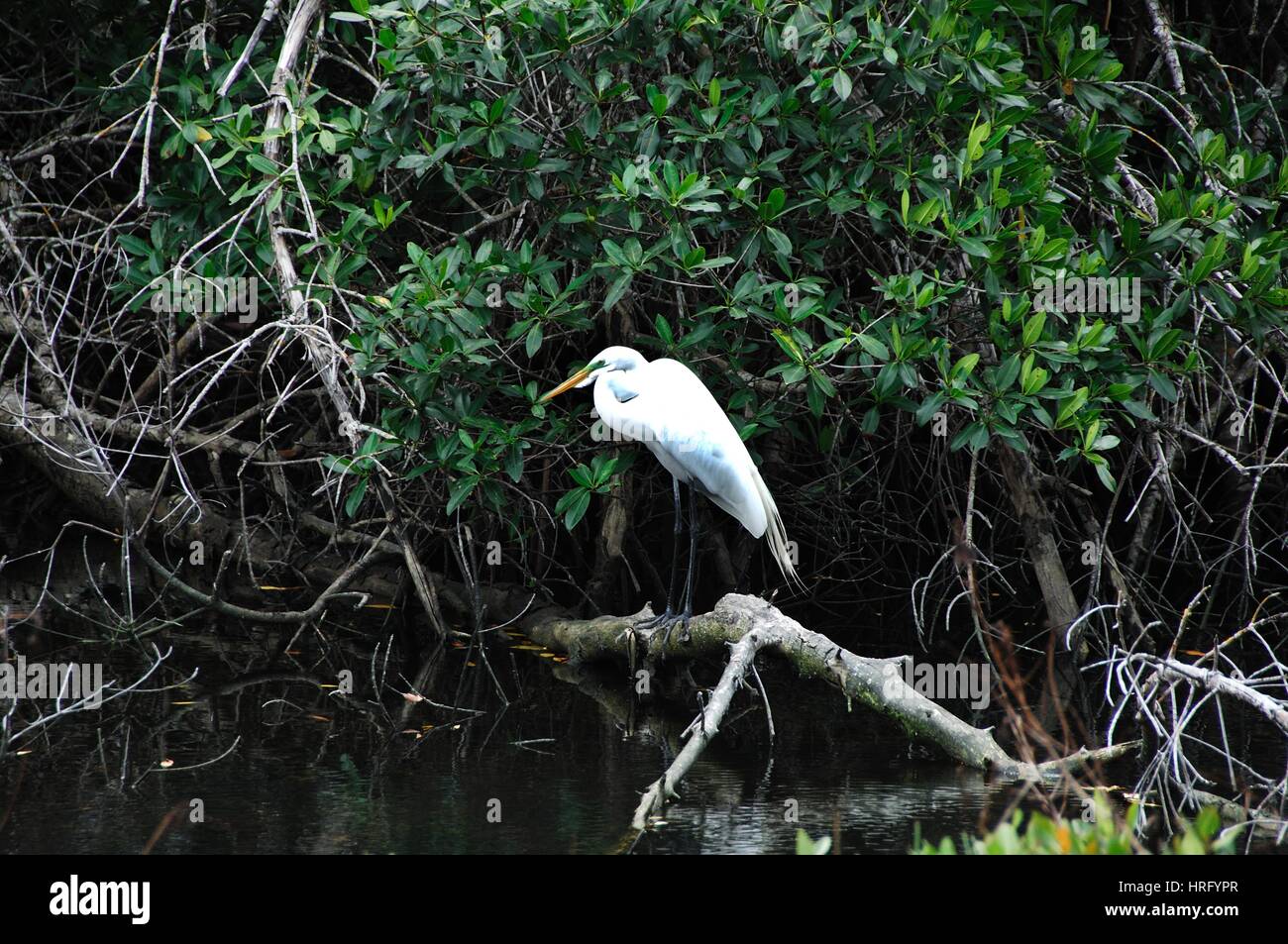 Ding Darling Park auf Sanibel Island in Florida Stockfoto