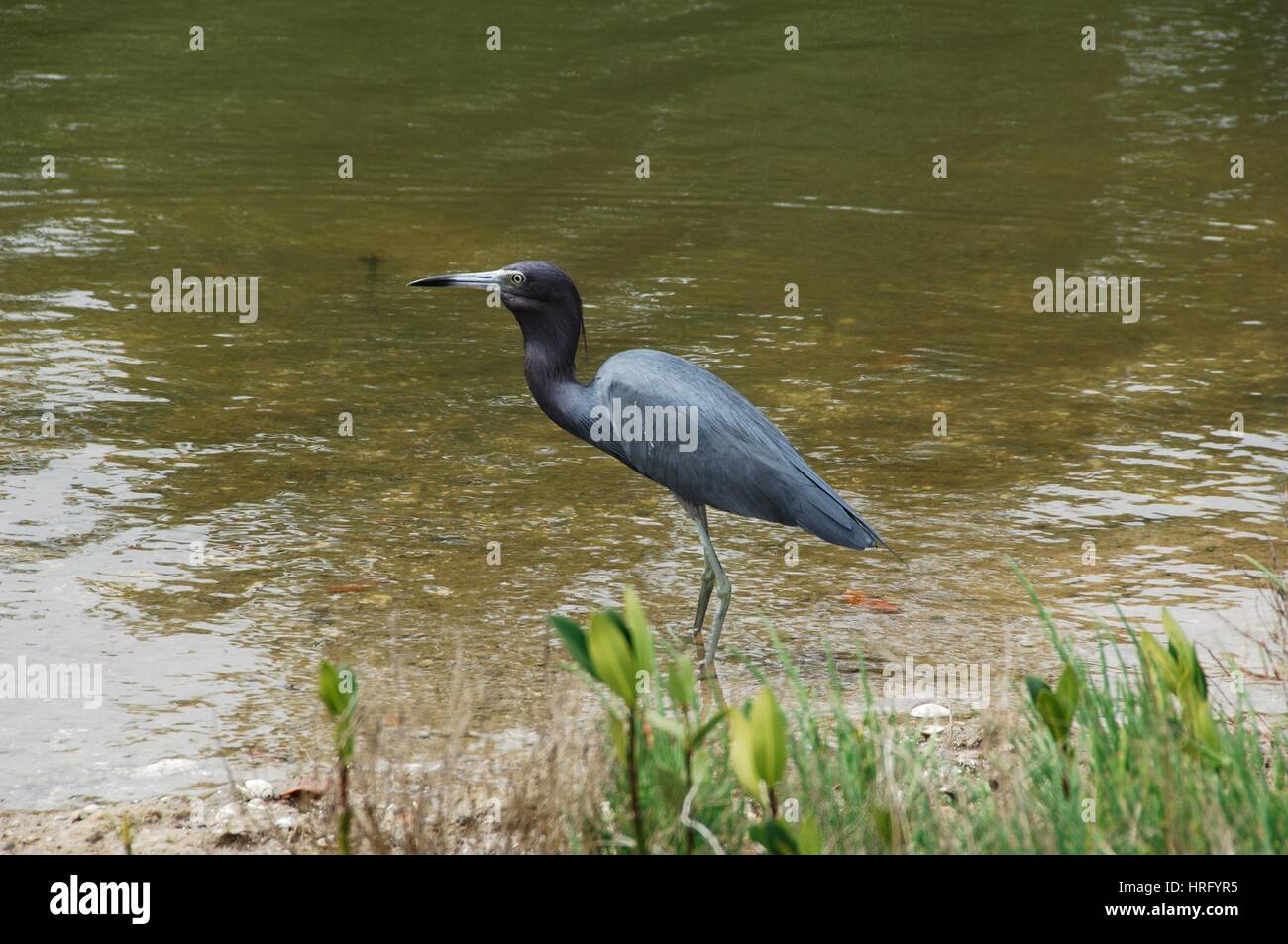 Ding Darling Park auf Sanibel Island in Florida Stockfoto