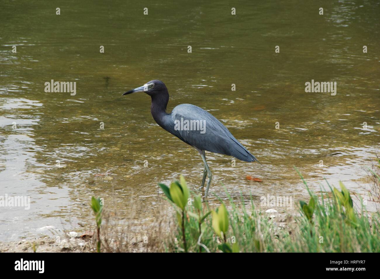 Ding Darling Park auf Sanibel Island in Florida Stockfoto