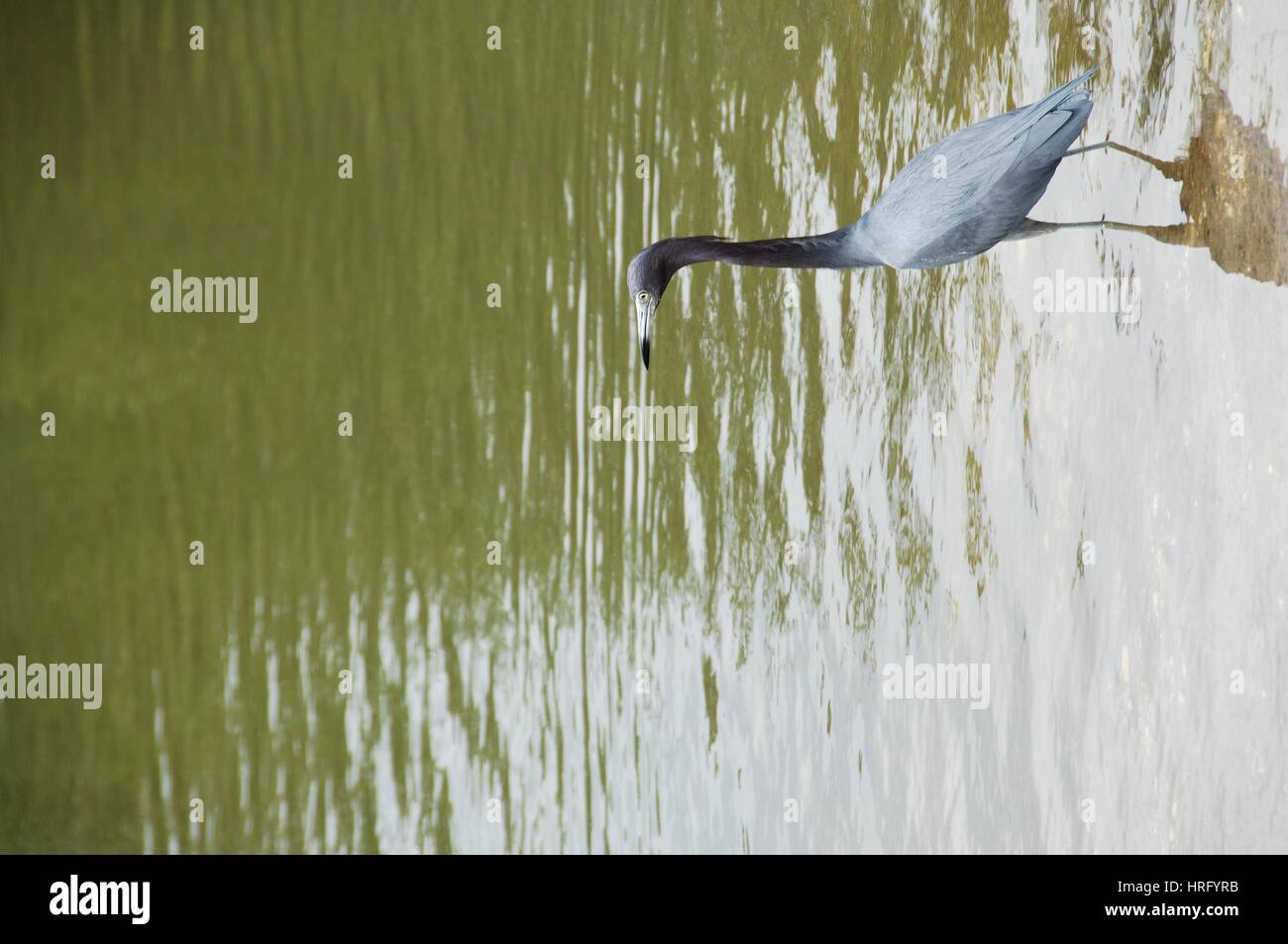 Ding Darling Park auf Sanibel Island in Florida Stockfoto