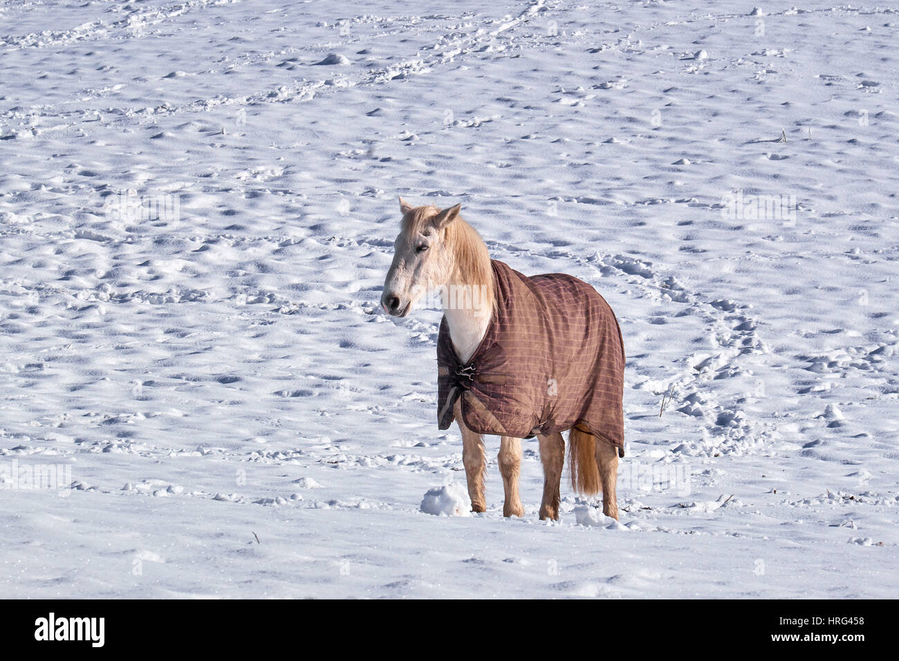 Ein weißes Pferd in eine Decke stehend auf einem Feld der neu gefallene Schnee bedeckt Stockfoto