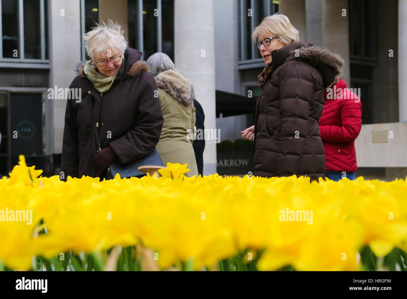 Paternoster Square, London, UK. 2. März 2017. 2.100 handgemachte Narzissen für jede Krankenschwester, die Pflege für unheilbar Kranke wurden in einem Garten Licht, markieren Sie die Arbeit von Marie Curie Krankenschwestern gepflanzt. Die Installation im Paternoster Square in London bis 12 März. Bildnachweis: Dinendra Haria/Alamy Live-Nachrichten Stockfoto