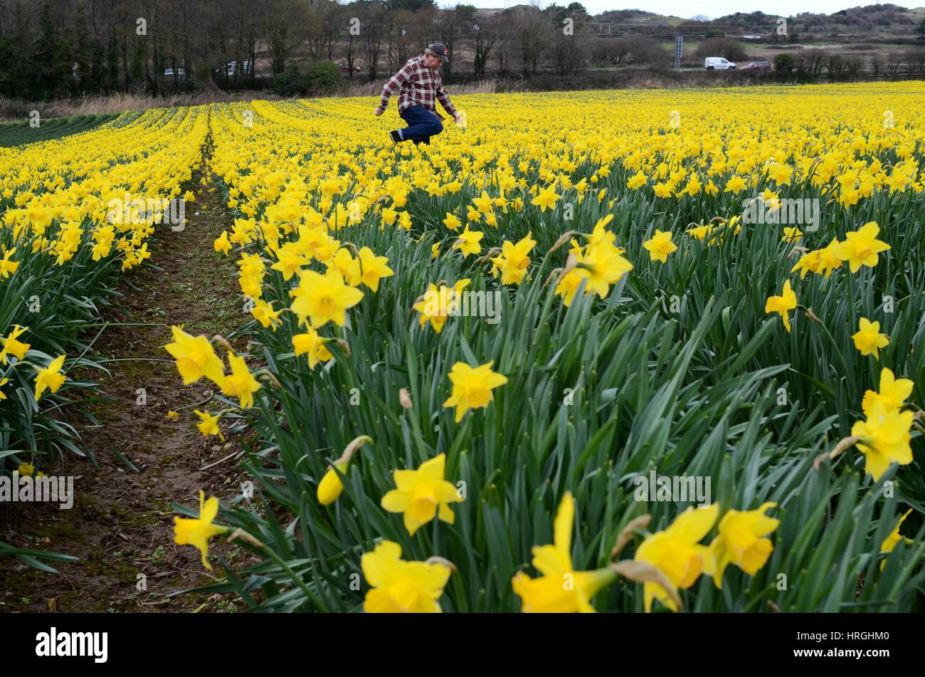 Cornwall, UK. 2. März 2017. Großbritannien Wetter. Narzissen präsentieren ein Willkommen Zeichen des Frühlings in Hayle, Cornwall. Bildnachweis: Lucy Piper/Alamy Live-Nachrichten Stockfoto