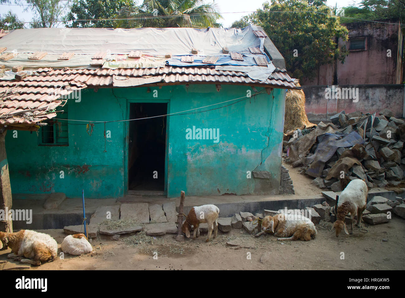 Armen indischen Haushalt (Bauernhof) 9. Schafe, Haus. Andhra Pradesh, Anantapur Stockfoto