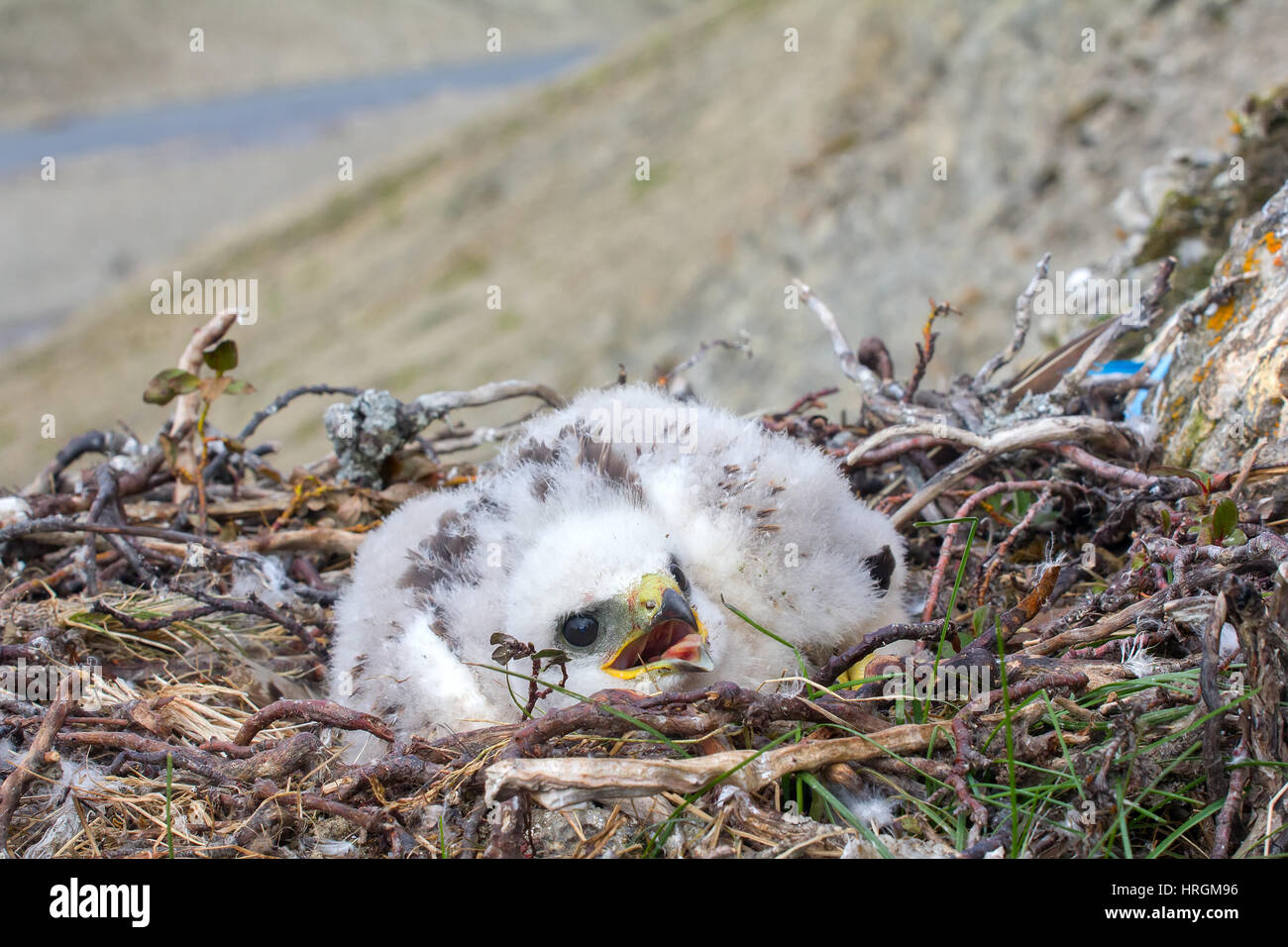 Weiße flauschige Vogel ist Rough-legged Buzzard in Nest auf Felsen. Im Hintergrund ist in polare Wüste-River-Canyon. Novaya Zemlya Archipel. Klang des Flusses ein Stockfoto