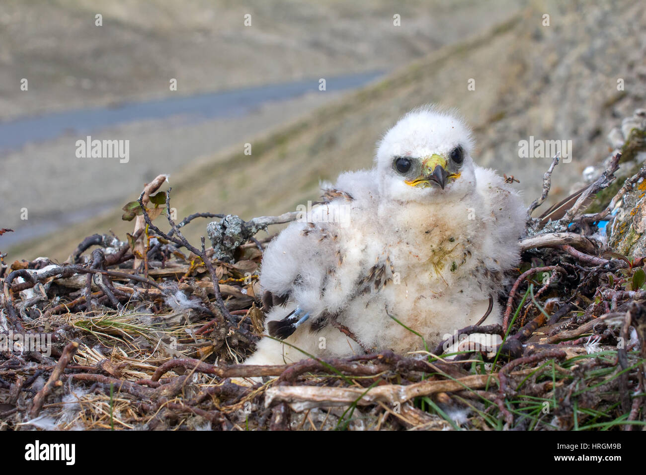 Rough-legged Buzzard Küken sitzt auf Schweif, legte seine Füße auf der Seite des Nestes. Wind zerzaust Küken Flusen Stockfoto