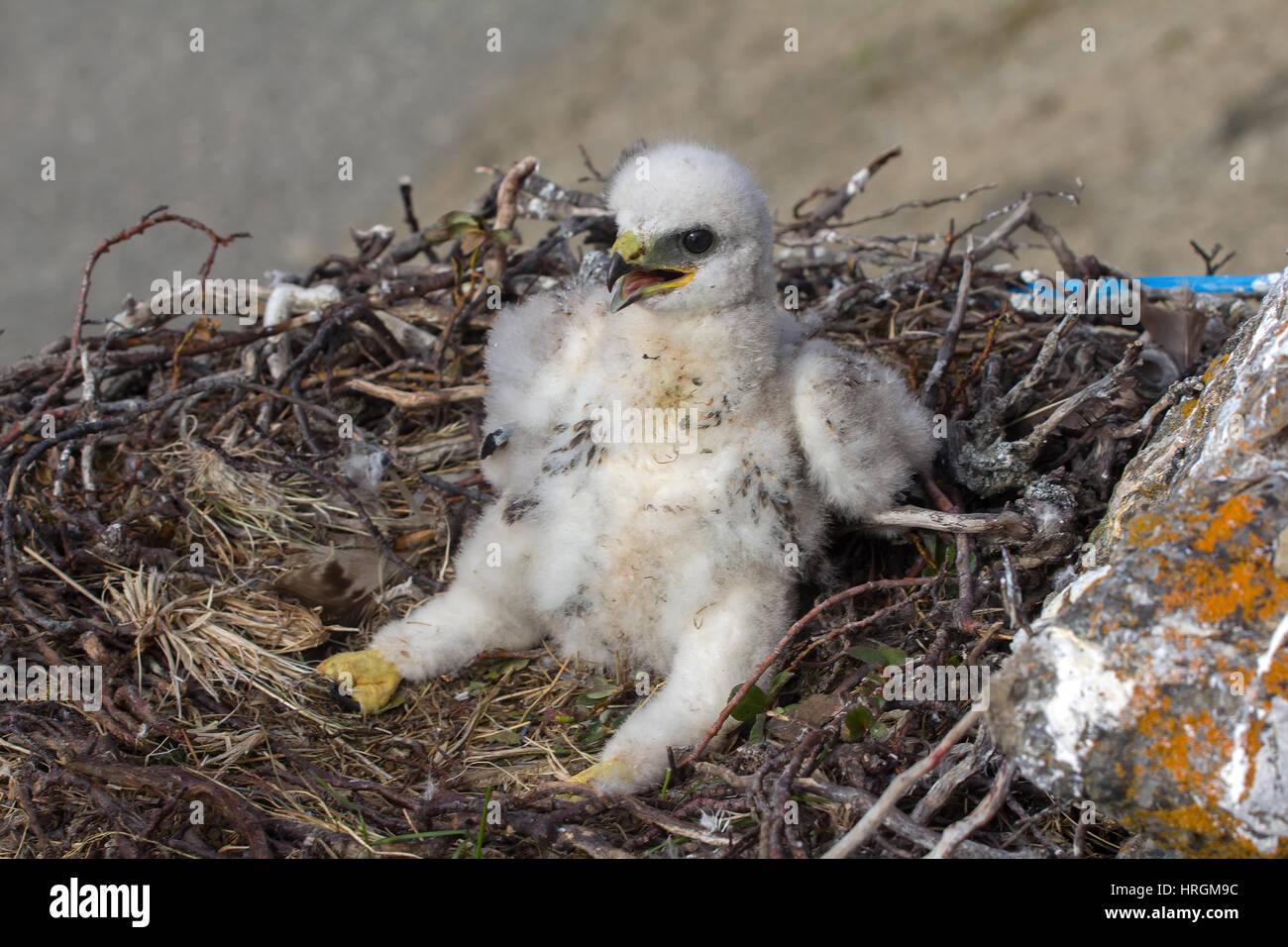 Rough-legged Buzzard Küken sitzt auf Schweif, legte seine Füße auf der Seite des Nestes. Wind zerzaust Küken Flusen Stockfoto