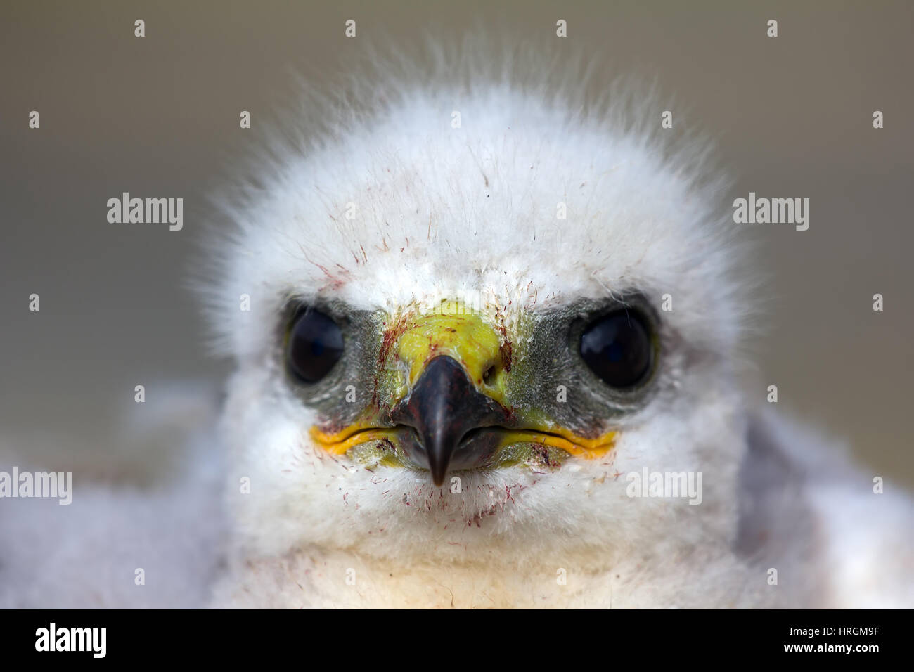 Rough-legged Buzzard Küken Closeup Portrait. Wind zerzauste Küken Flusen, Vogel steigt unerwartet Stockfoto