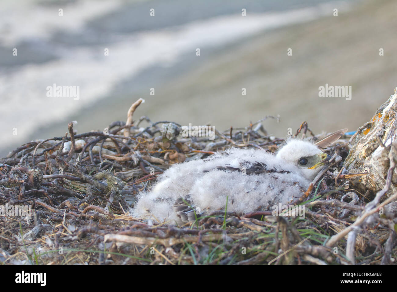 Rough-legged Buzzard Küken im Nest auf Klippe auf Tundra Fluss. Nur ein Küken verweist darauf, dass Lemminge in Tundra, relativ kleine Anzahl Stockfoto