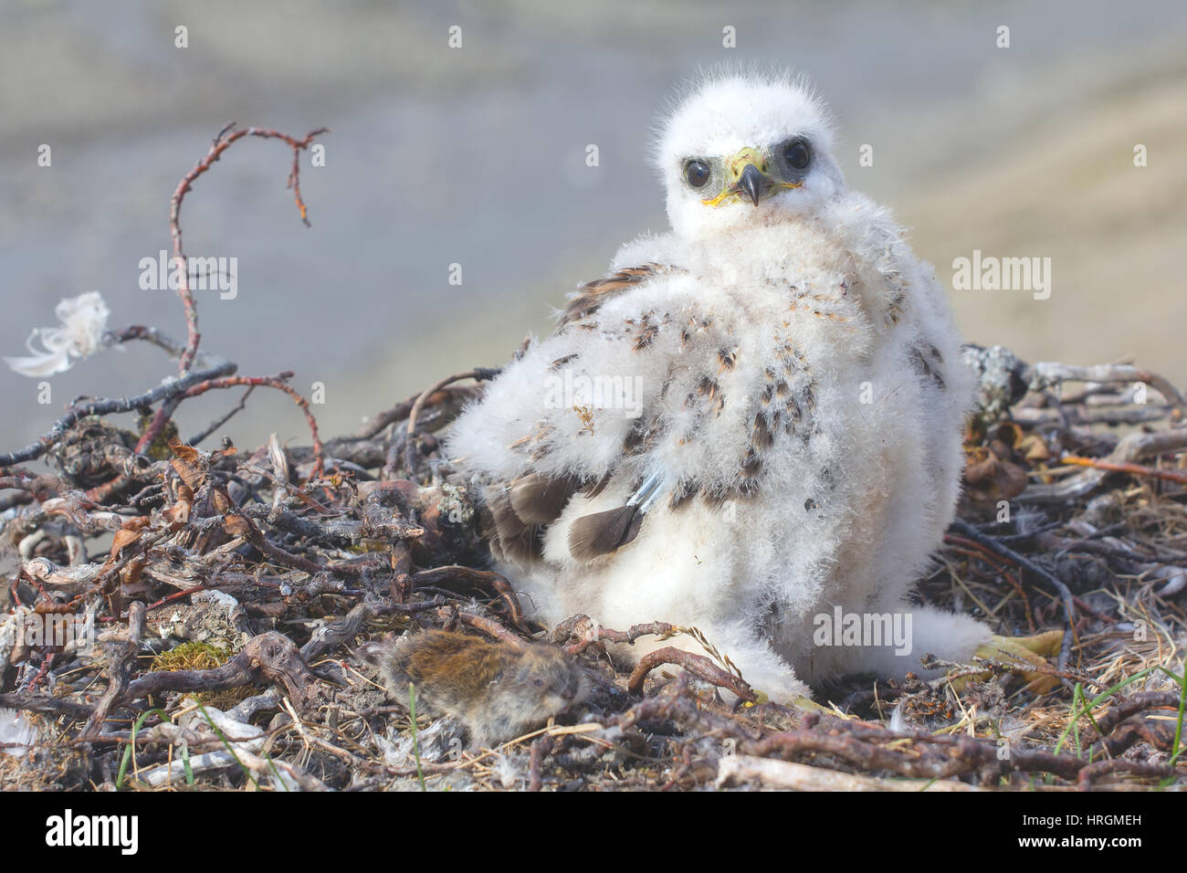 Rough-legged Buzzard Küken im Nest. Novaya Zemlya Archipel Stockfoto