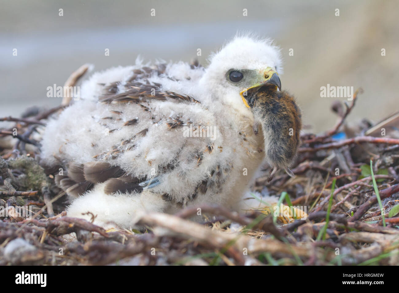 Der Kragen Lemming (Dicrostonyx Manlius) ist Hauptnahrungsmittel der Rough-legged Buzzard (Buteo Lagopus) in arktische Wüste von Nowaja Semlja-Archipel Stockfoto
