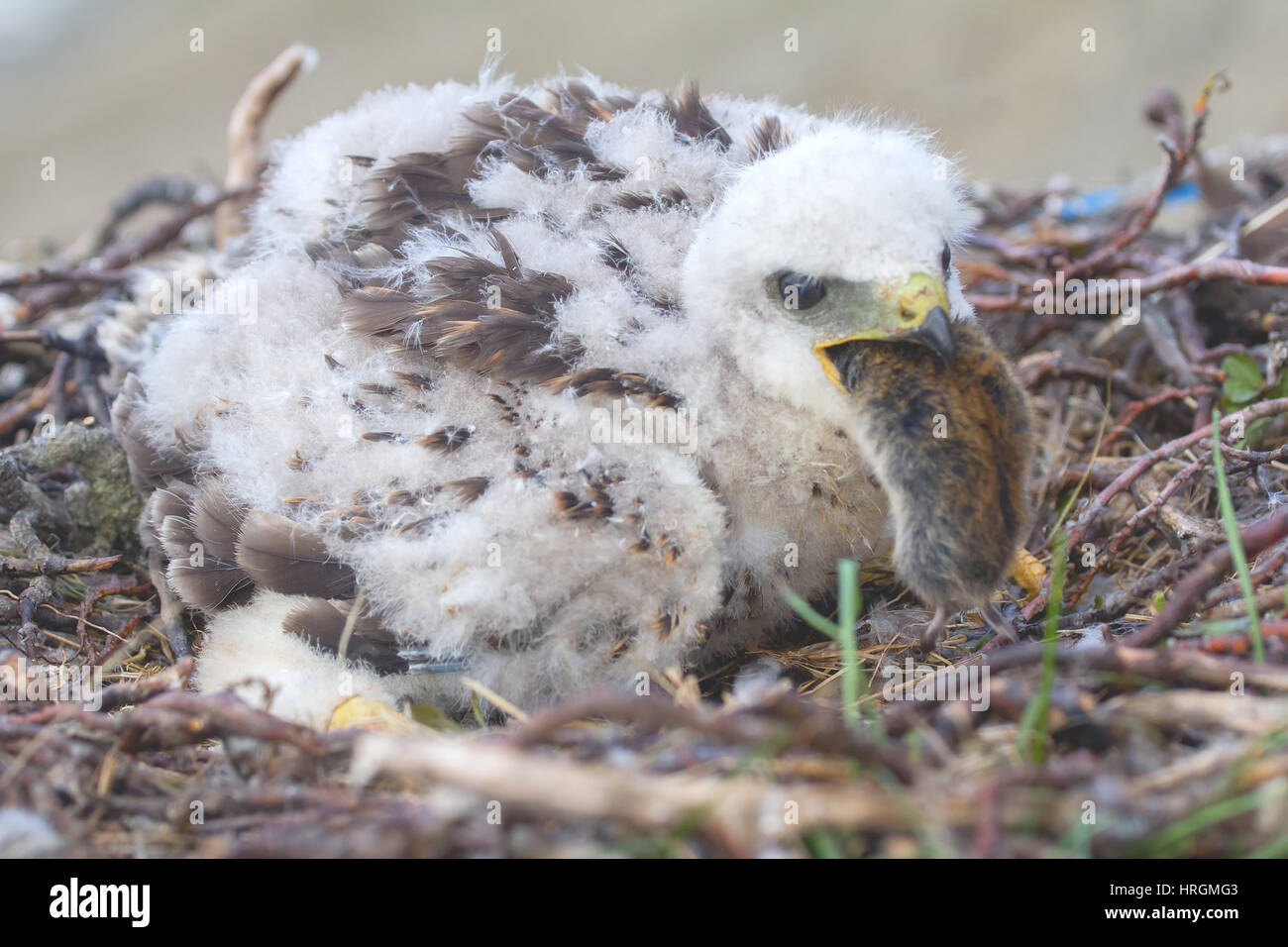Der Kragen Lemming (Dicrostonyx Manlius) ist Hauptnahrungsmittel der Rough-legged Buzzard (Buteo Lagopus) in arktische Wüste von Nowaja Semlja-Archipel Stockfoto