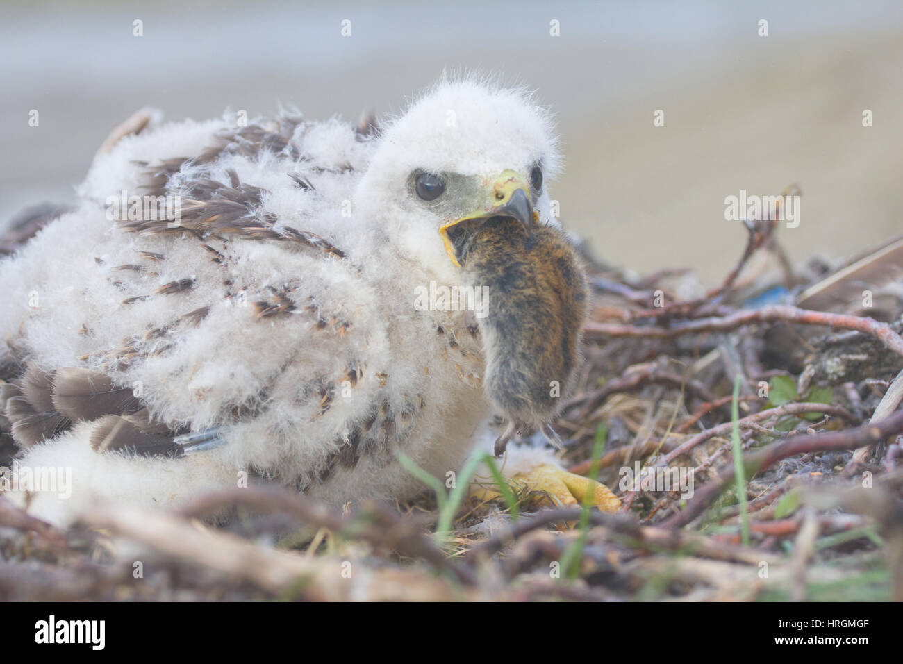 Der Kragen Lemming (Dicrostonyx Manlius) ist Hauptnahrungsmittel der Rough-legged Buzzard (Buteo Lagopus) in arktische Wüste von Nowaja Semlja-Archipel Stockfoto