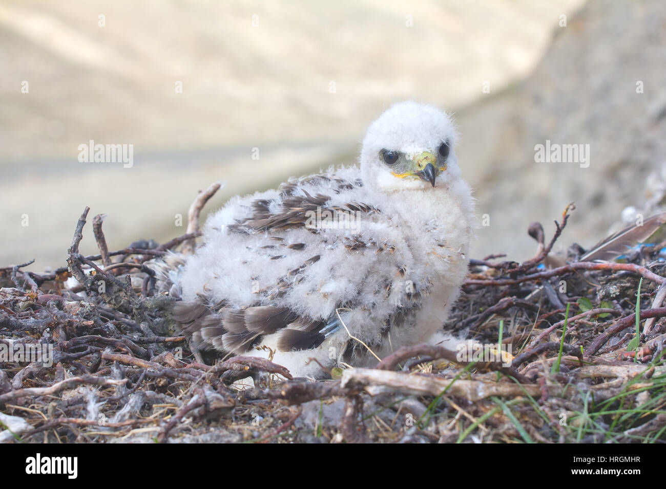 Rough-legged Buzzard Küken im Nest. Novaya Zemlya Archipel Stockfoto