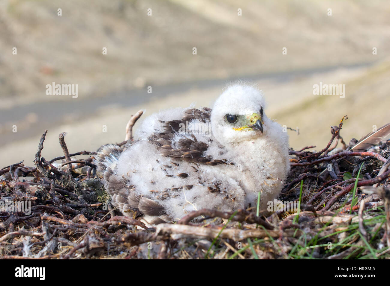 Rough-legged Buzzard Küken im Nest auf Klippe auf Tundra Fluss. Nur ein Küken verweist darauf, dass Lemminge in Tundra, relativ kleine Anzahl Stockfoto
