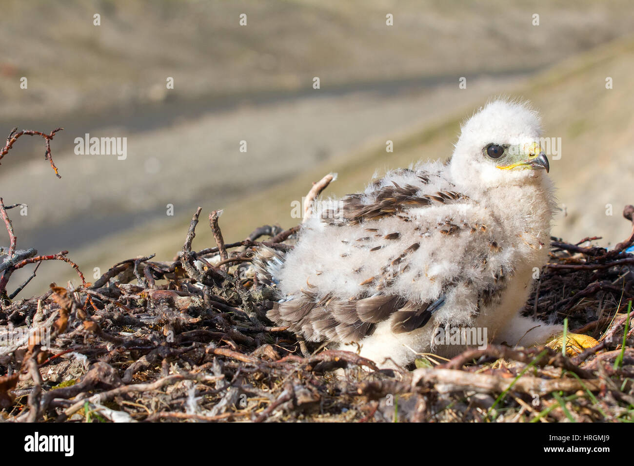 Rough-legged Buzzard Küken im Nest auf Klippe auf Tundra Fluss. Nur ein Küken verweist darauf, dass Lemminge in Tundra, relativ kleine Anzahl Stockfoto