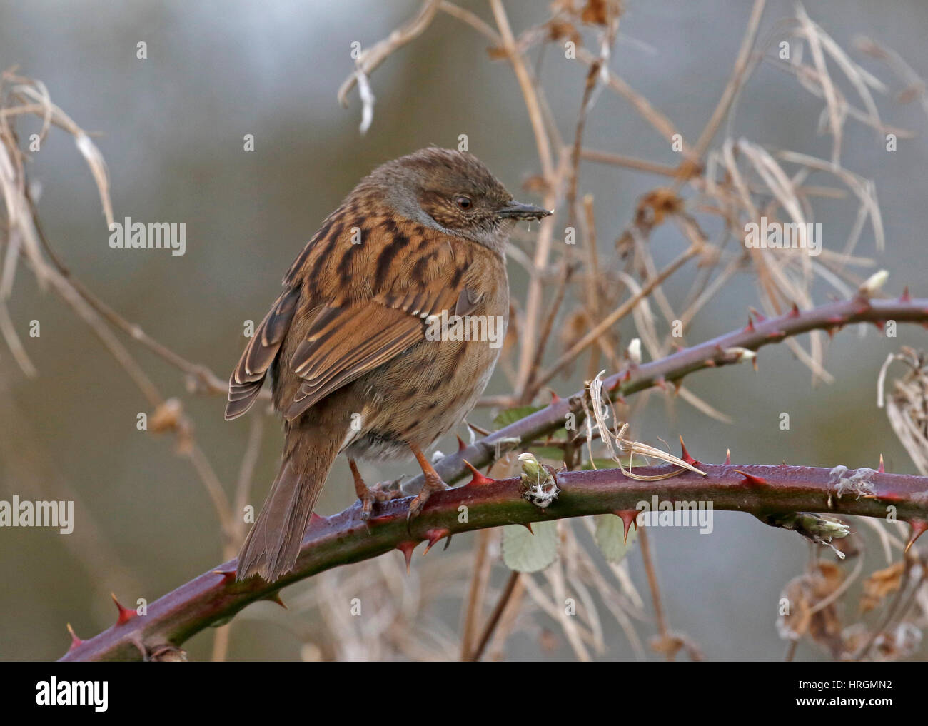 Dunnock (Phasianus colchicus) Stockfoto