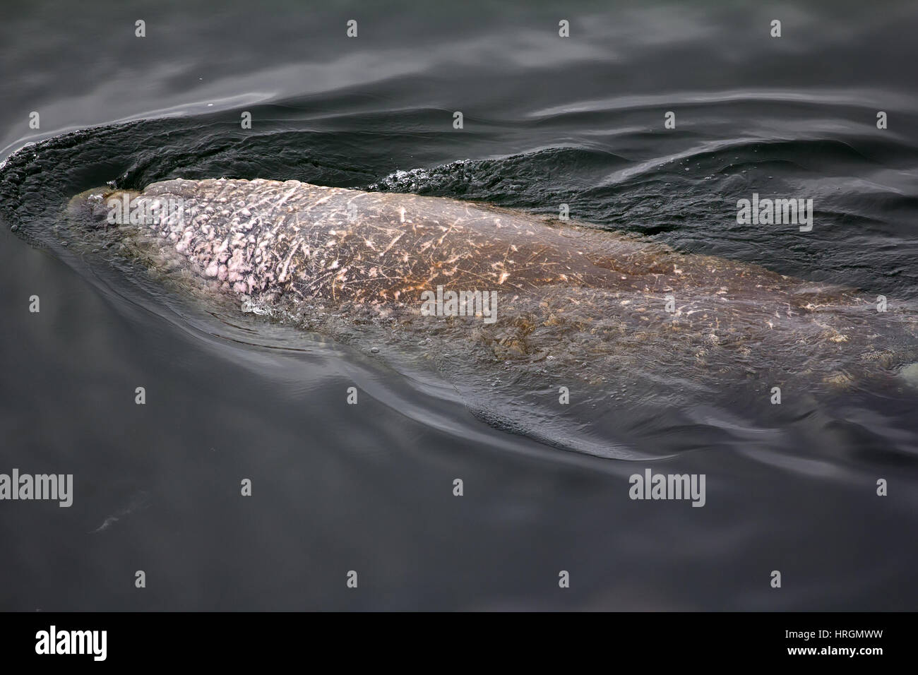 Atlantische Walross (Odobenus Rosmarus Rosmarus) Fütterung im Flachwasser der Barents-See, dann hebt den Kopf und atmet laut. Ansicht von oben, Nahaufnahme, Stockfoto