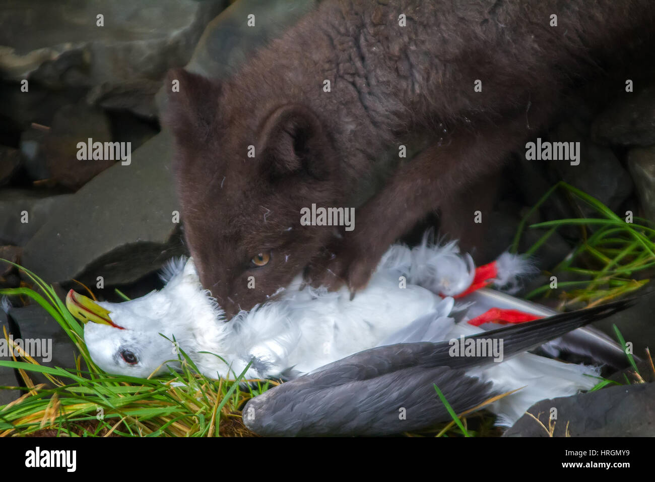 Wahren Mörder und Räuber (sauer oder nervös erschreckte Augen). Blue Fox nagen Möwe, Rookery Zug aufgesprungen. Aleuten-Kommandeurs-Inseln Stockfoto