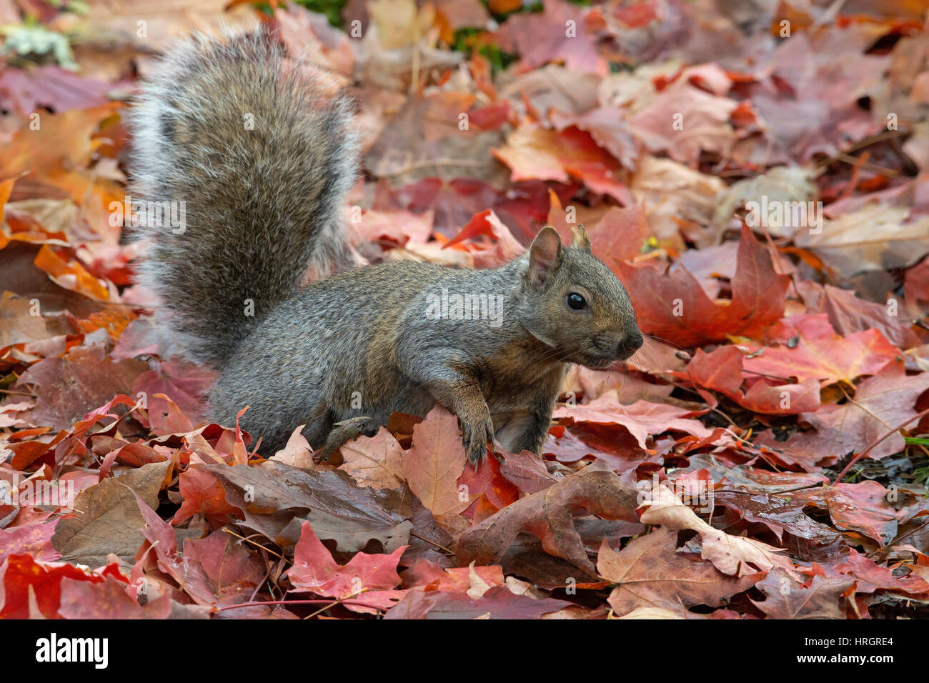 Östlichen Fuchs, Eichhörnchen, Bryants Fuchs, Eichhörnchen (Sciurus Niger), Autumn Leaves, E USA Stockfoto