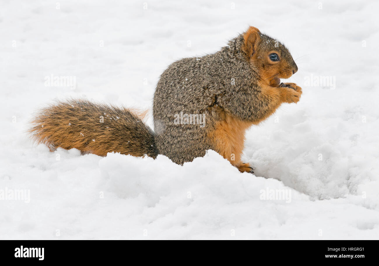 Östlichen Fuchs, Eichhörnchen, begraben Bryants Fuchs, Eichhörnchen (Sciurus Niger), essen Eicheln, Winter, E USA Stockfoto