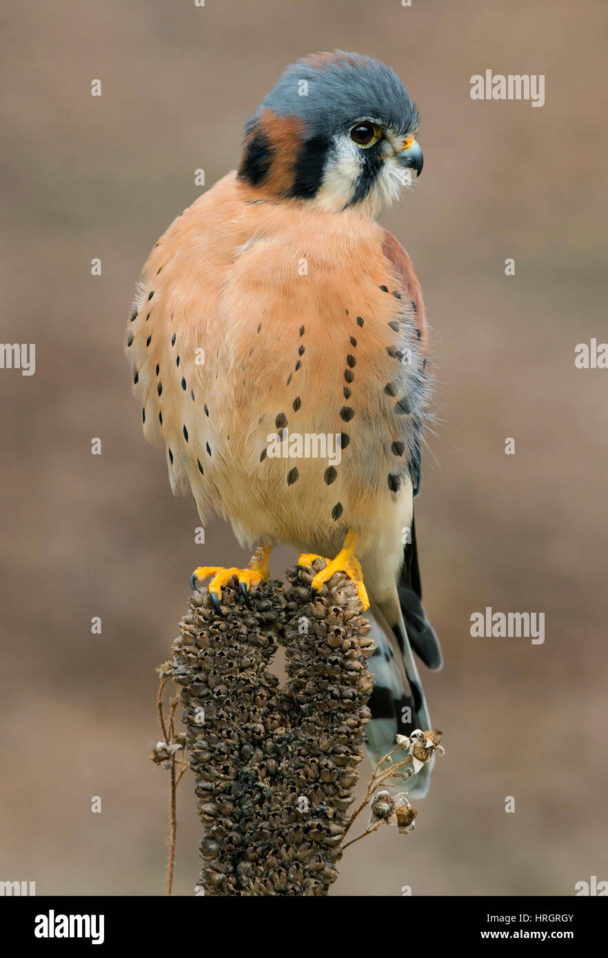 Amerikanische Turmfalke, Sperber, Männlich, (Falco Sparverius) thront, Osten der Vereinigten Staaten Stockfoto