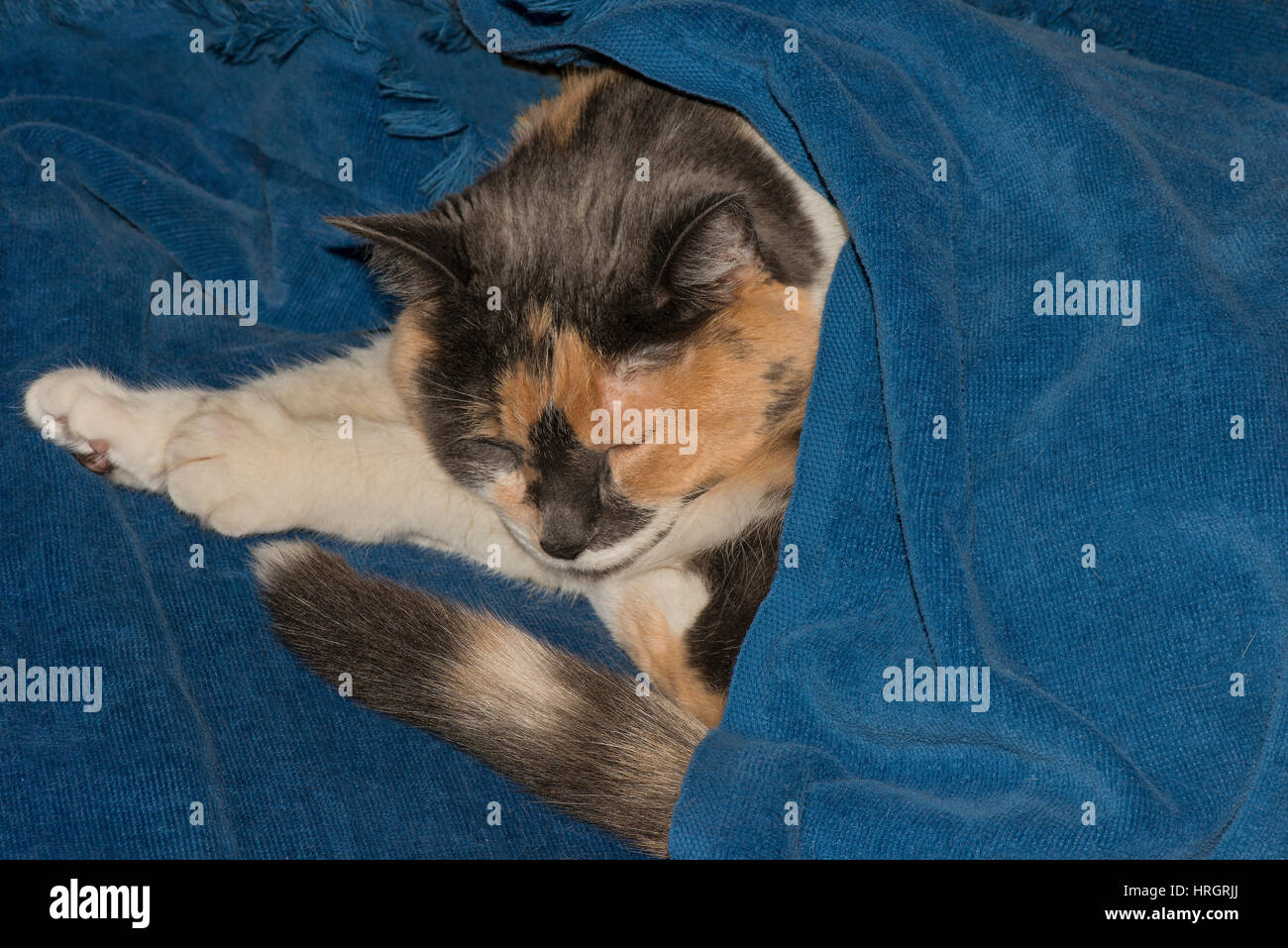 Calico-Katze, Hauskatze, USA Stockfoto