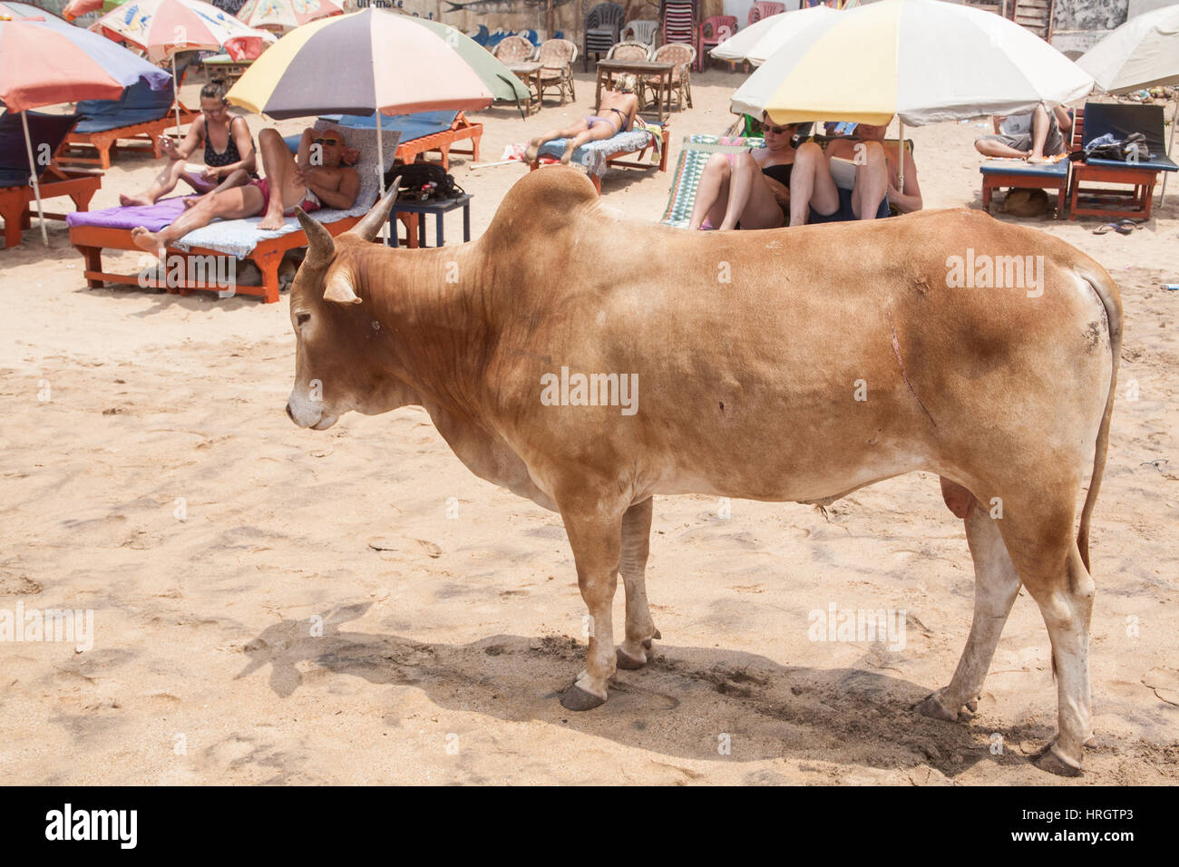 Bull, Bullock, Kuh, ein Spaziergang, am Strand, Kontrast, nebeneinander, mit Touristen, Bikini, Shorts, Sonnenbaden, Sonnenliegen, entspannend, Beach, Goa, Indien, Indian, Asia, asiatisch, Stockfoto