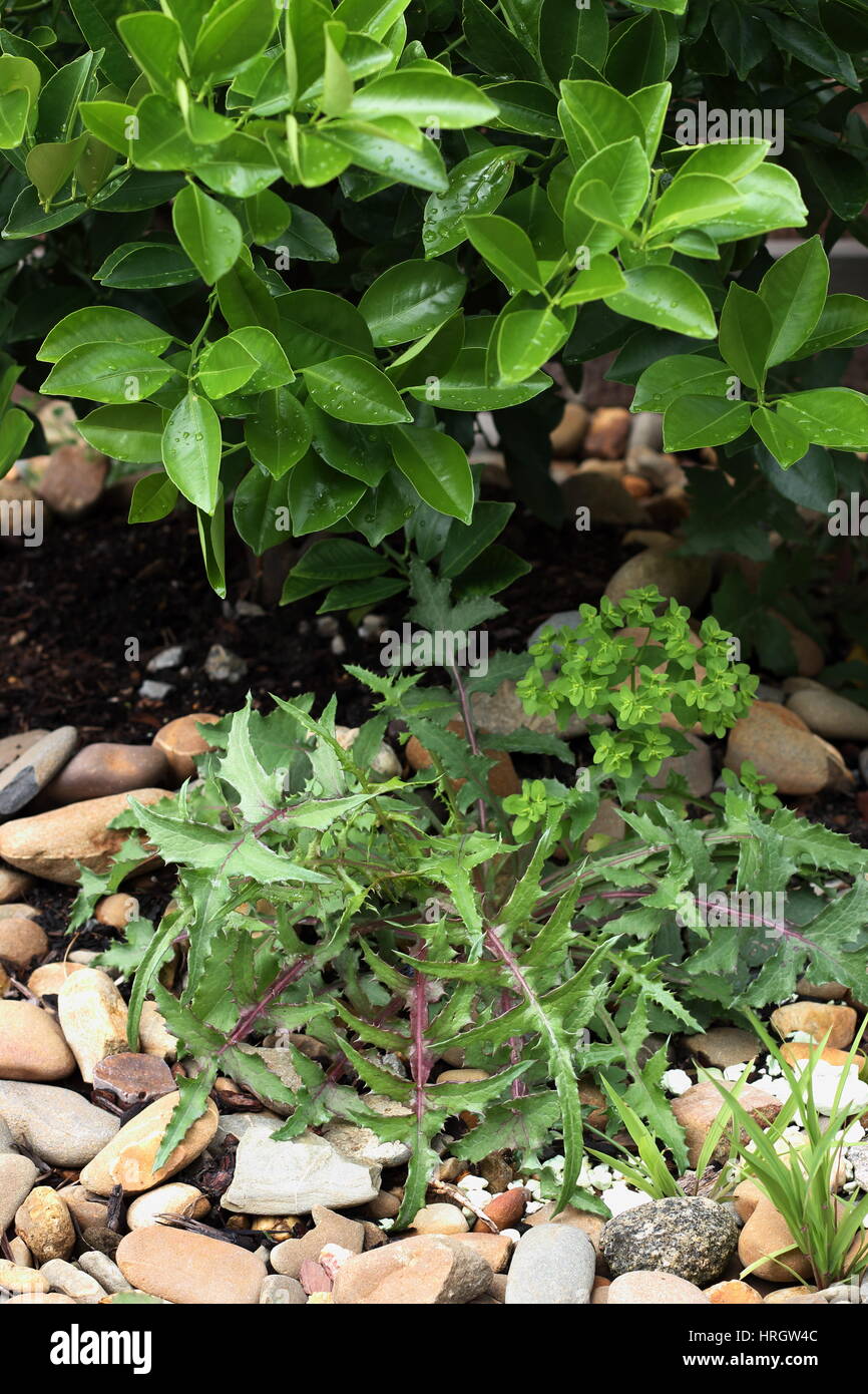 Lactuca Serriola oder auch bekannt als stachelige Salat Stockfoto