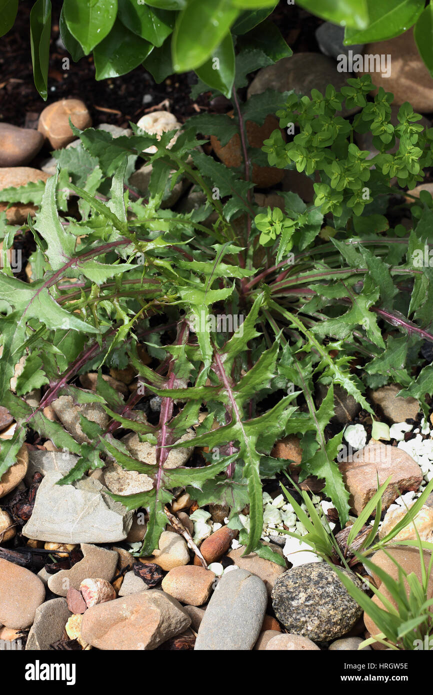 Lactuca Serriola oder auch bekannt als stachelige Salat Stockfoto