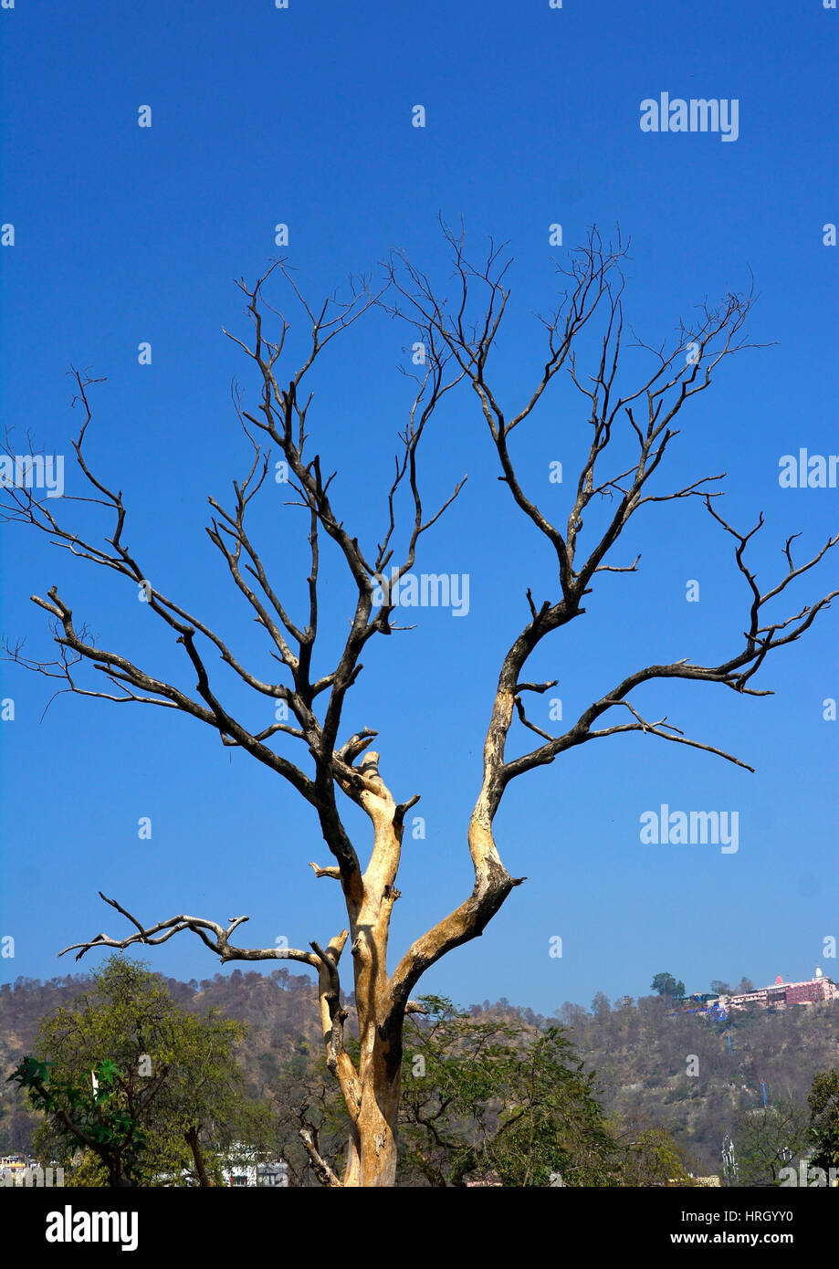 Zweige im blauen Himmel Stockfoto
