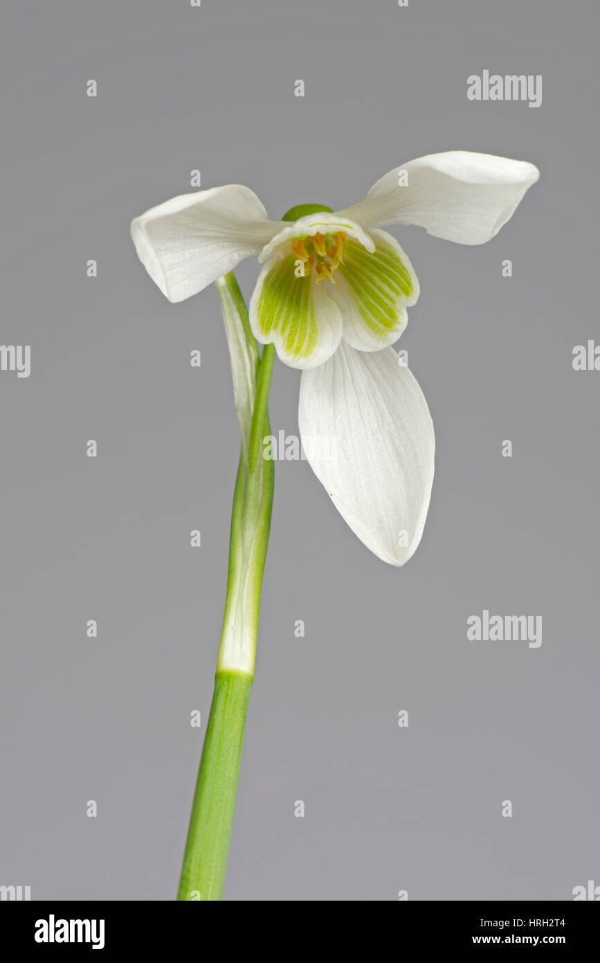 Einzelne Schneeglöckchen, Galanthus Nivalis, weiße und grüne Feder Blume mit drei äußeren Blütenblätter und inneren corolla Stockfoto