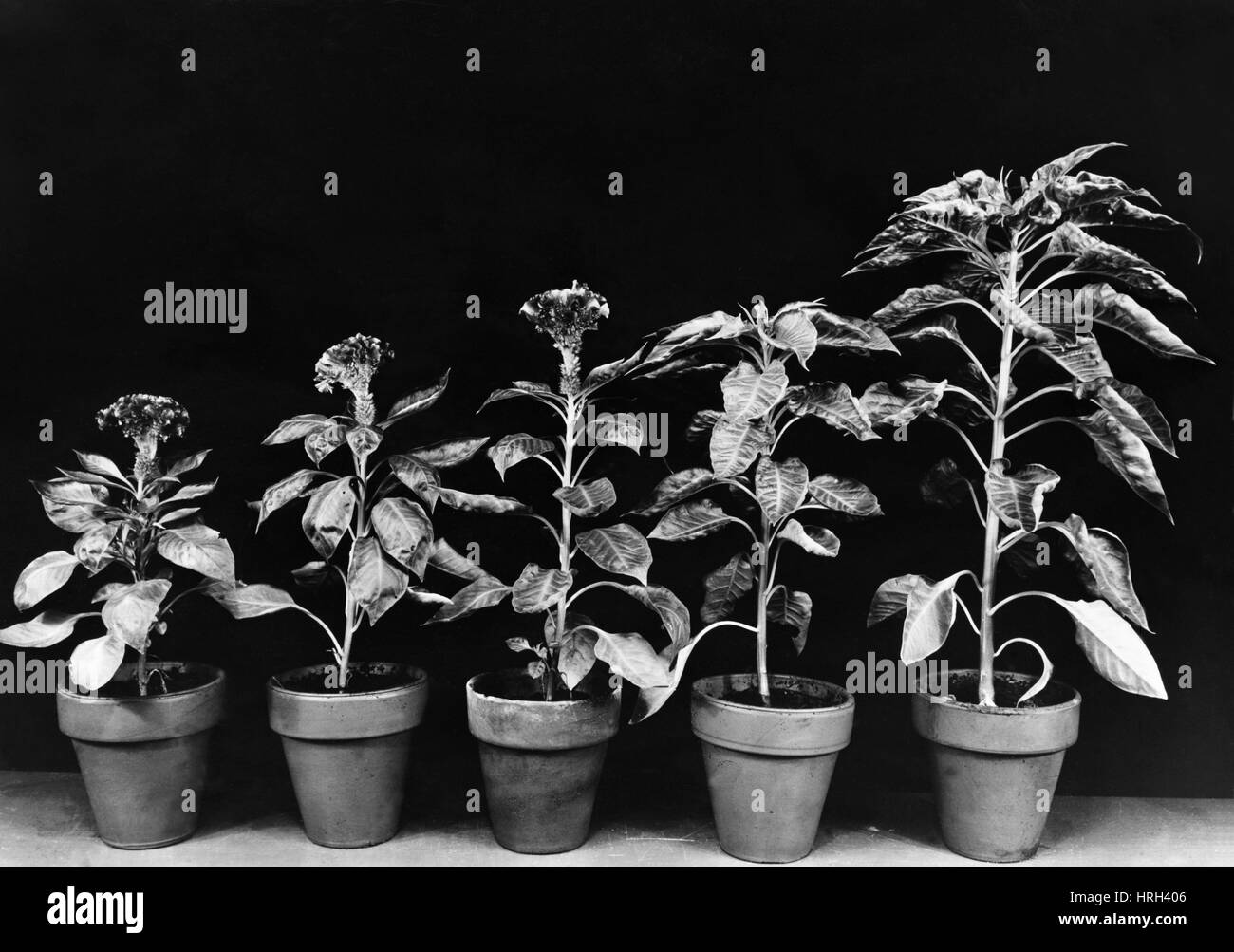 Pflanze-Serie Stockfoto
