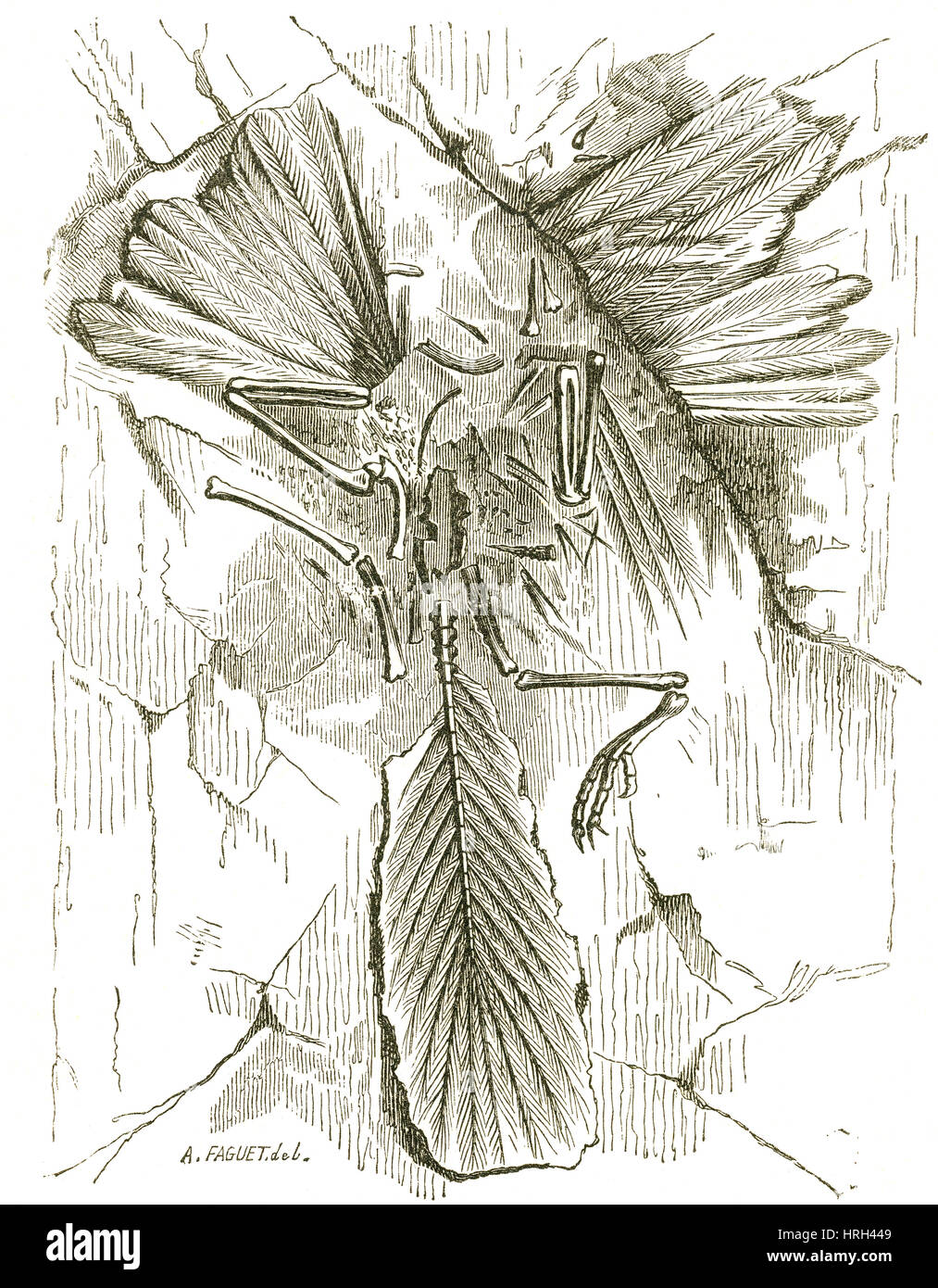Archaeopteryx Stockfoto