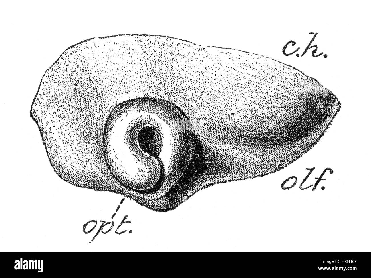 Menschlicher Embryo, Optik Vesikel gefaltet und schalenförmig Stockfoto