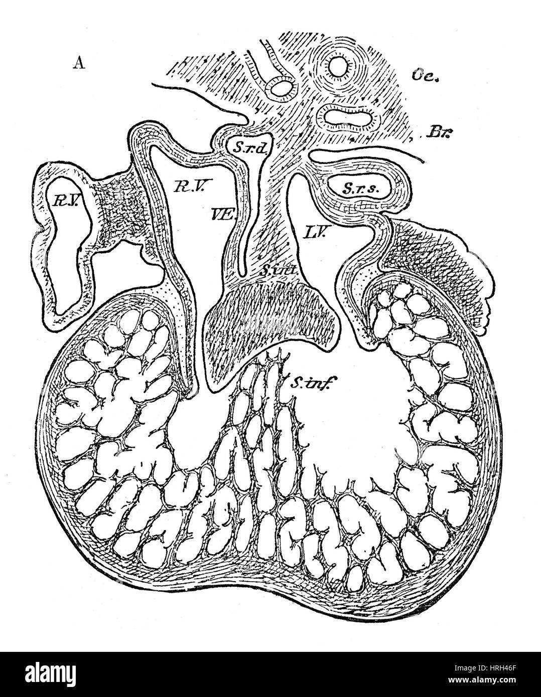 Menschlicher Embryo, Herz-Entwicklung Stockfoto