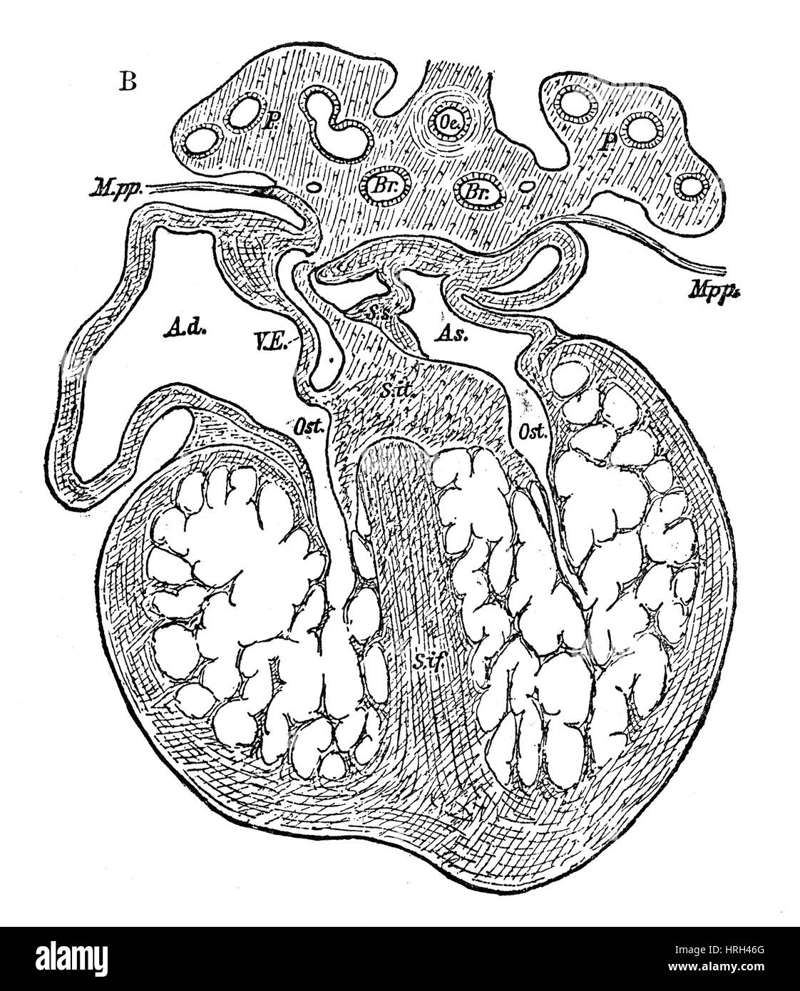 Menschlicher Embryo, Herz-Entwicklung Stockfoto