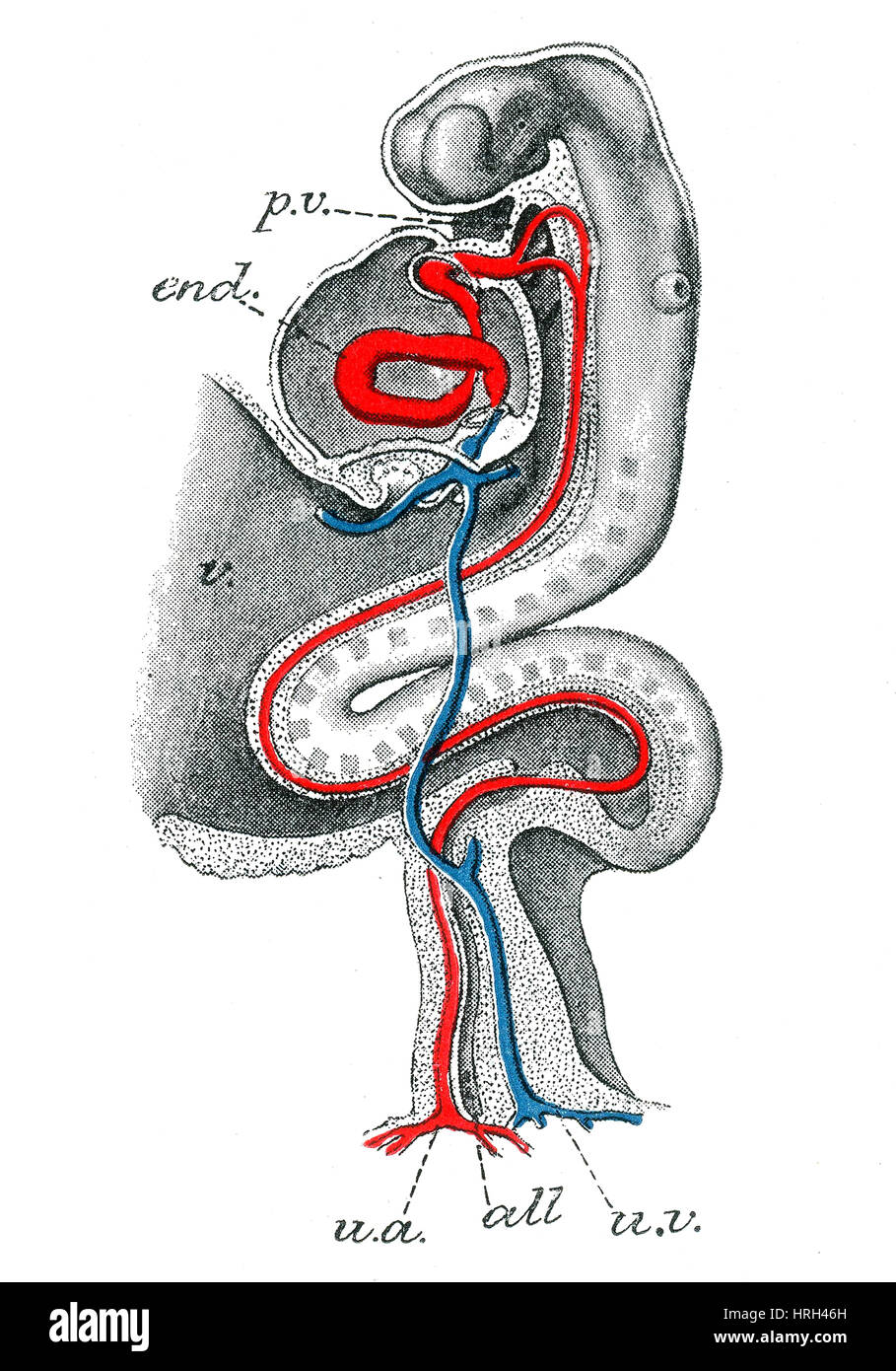 Menschlicher Embryo, 15 Tage Stockfoto