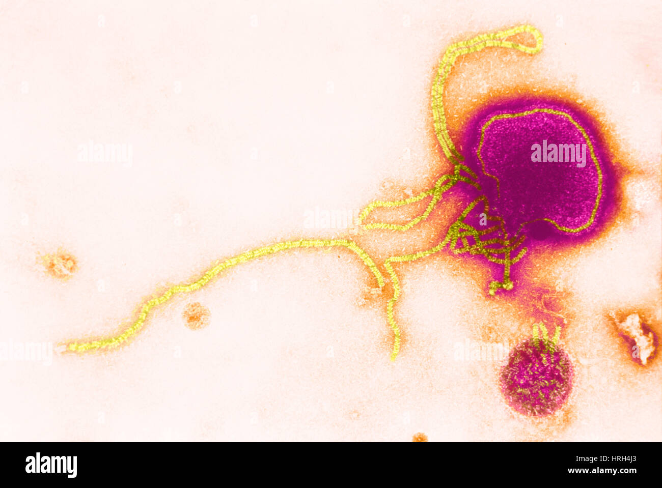 Parainfluenza-Virus, TEM Stockfoto