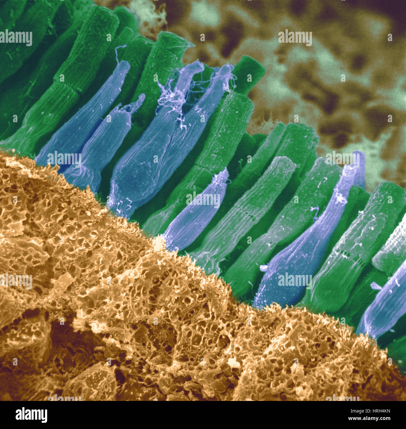 Stäbchen und Zapfen in der Netzhaut Stockfoto