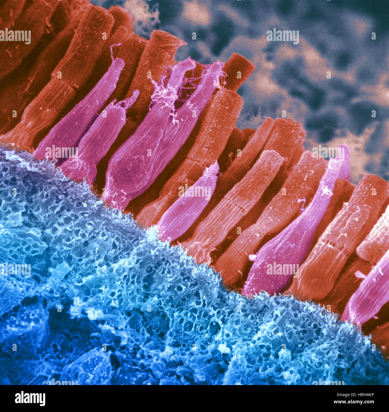 Stäbchen und Zapfen in der Netzhaut Stockfoto