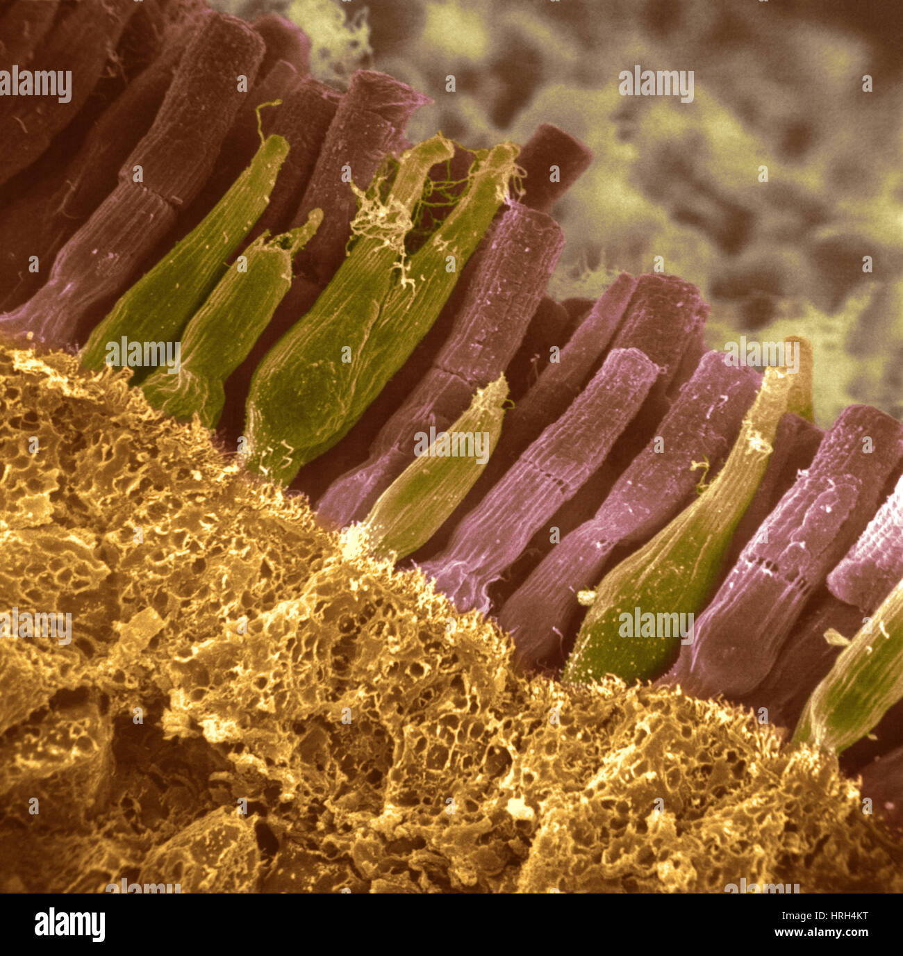 Stäbchen und Zapfen in der Netzhaut Stockfoto