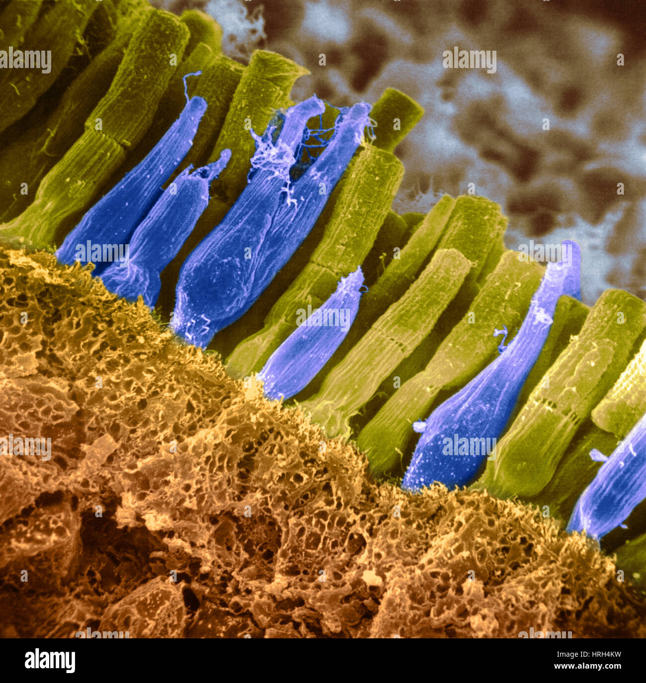 Stäbchen und Zapfen in der Netzhaut Stockfotografie Alamy